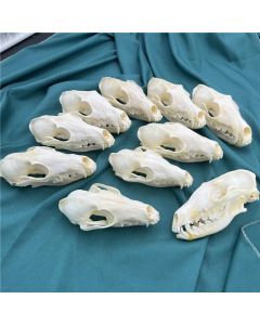 1/2/3/5/10 pcs Real Fox Skull taxidermy real bone skeleton Halloween decoration gift